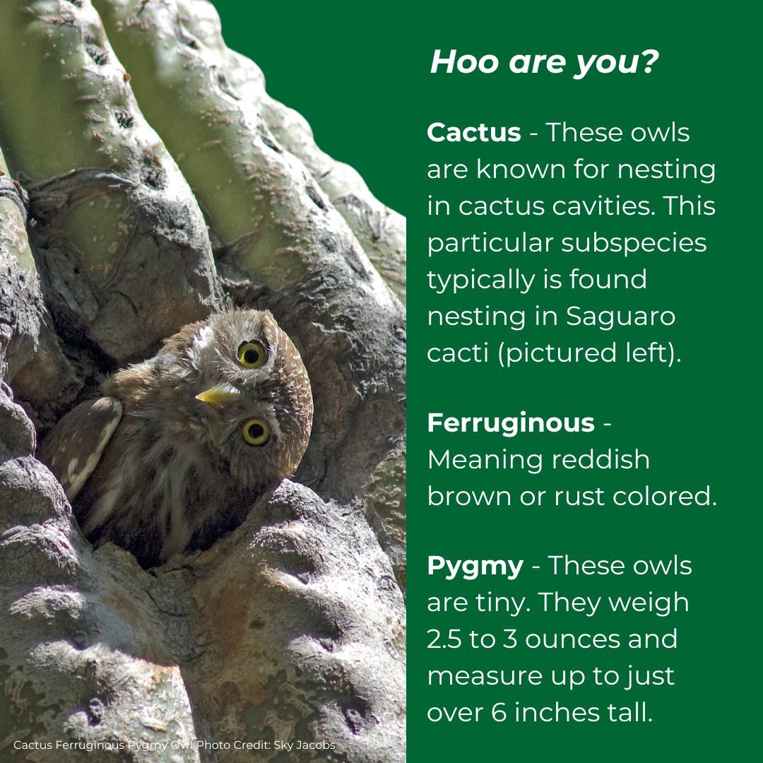 Give a TootingHoot About Cactus Ferruginous Pygmy Owls Defenders of Wildlife